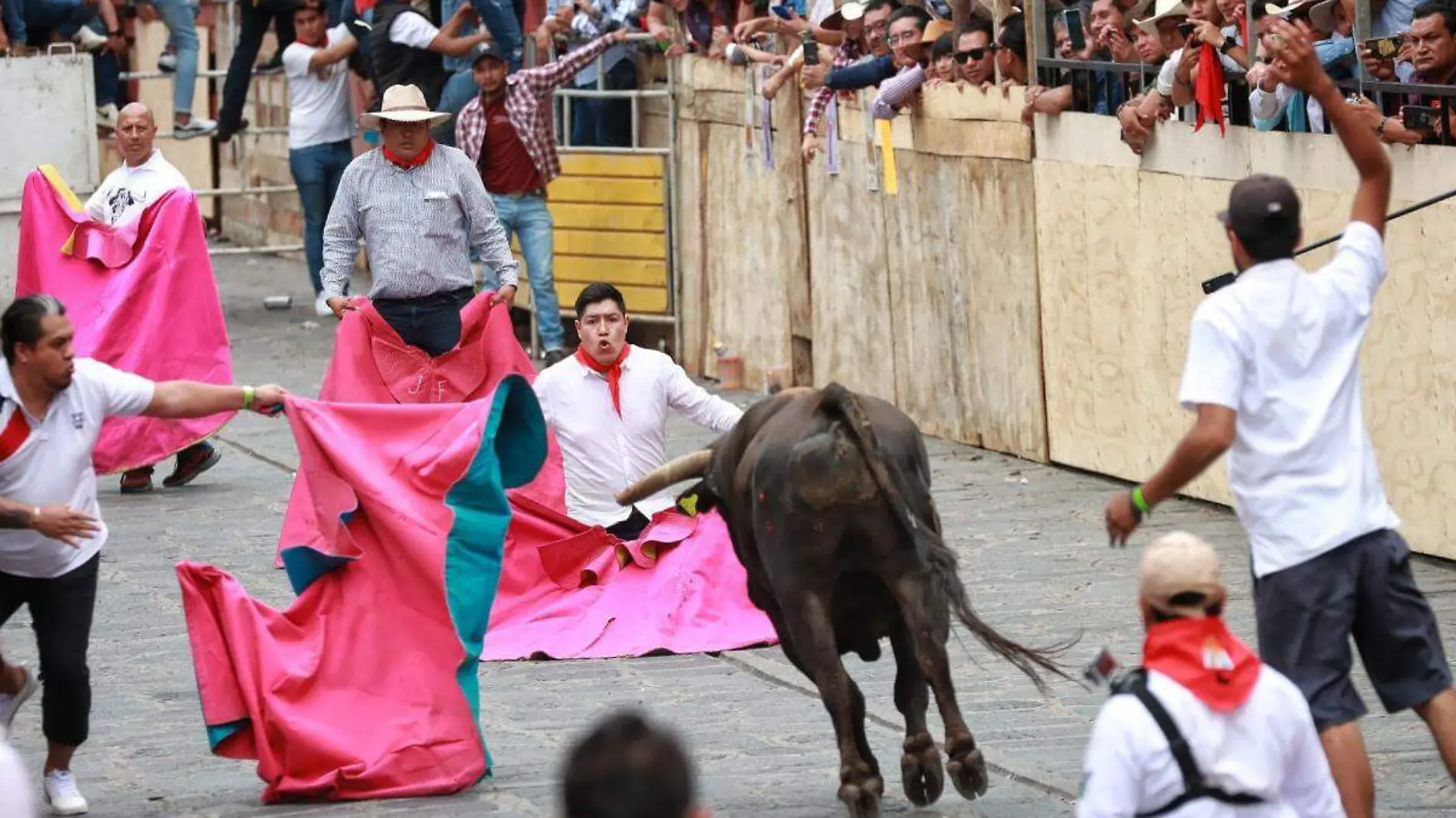 Toros Xico